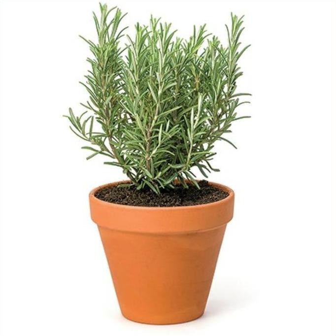 

Terlaris Isi 7 Biji Benih Bibit Rosemary Herbal Import Uk Inggris