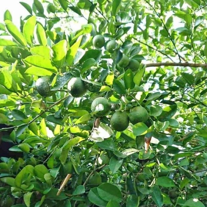 

Terlaris Bibit Tanaman Jeruk Nipis Berbuah Unggul