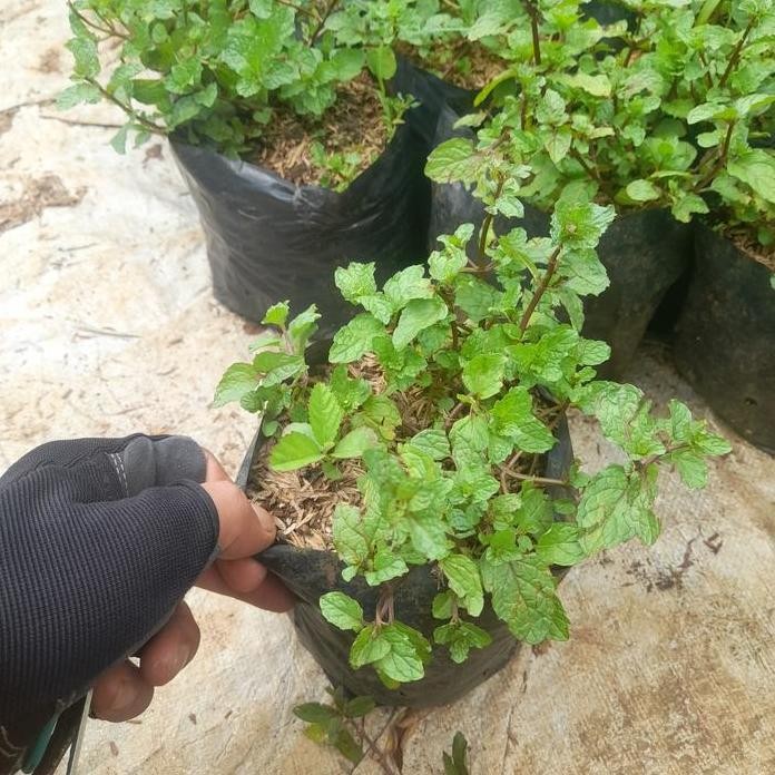 

Terlaris Tanaman Daun Mint / Pohon Daun Mint / Bibit Tanaman Daun Mint