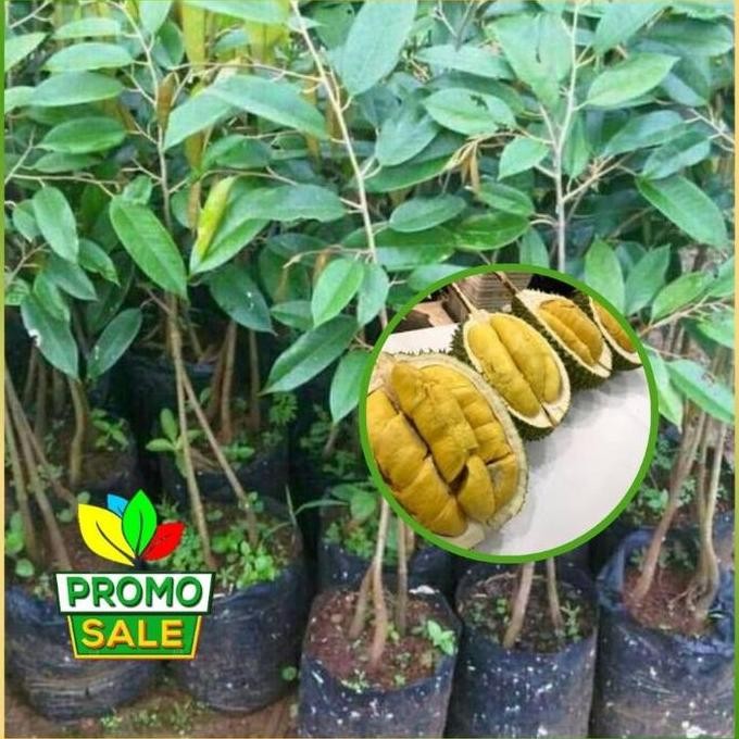 

Terlaris Bibit Durian Oche Duri Hitam Kaki 3 Sudah Okulasi