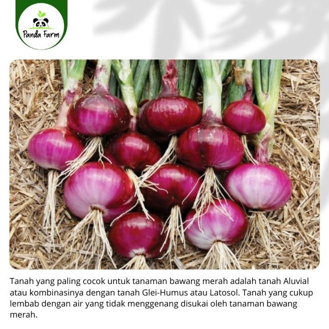 

Terlaris Isi 20 Benih Biji Bibit Bawang Merah Lokal Unggul Berkualitas