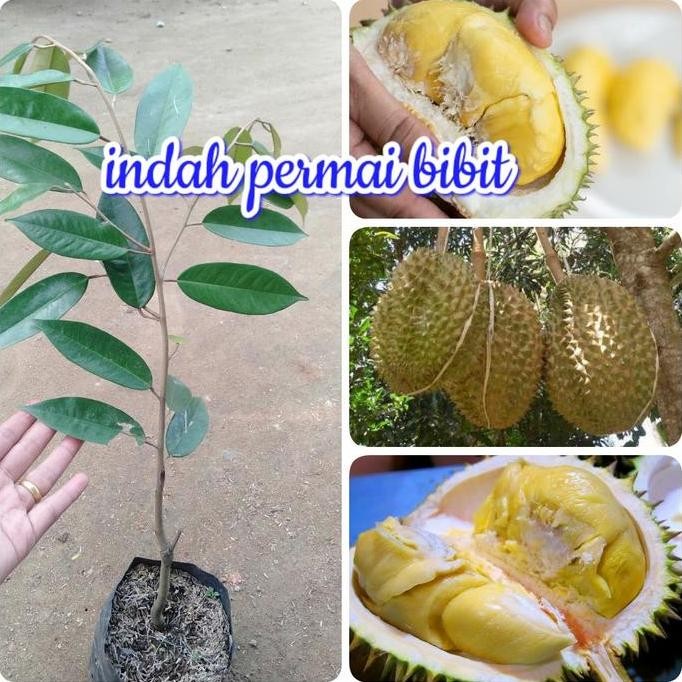 

Terlaris Bibit Tanaman Durian Malika