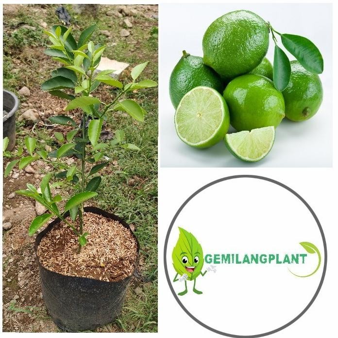 

Terlaris Bibit Pohon Tanaman Jeruk Nipis - Buah Jeruk Nipis - Jeruk Nipis Barang Super