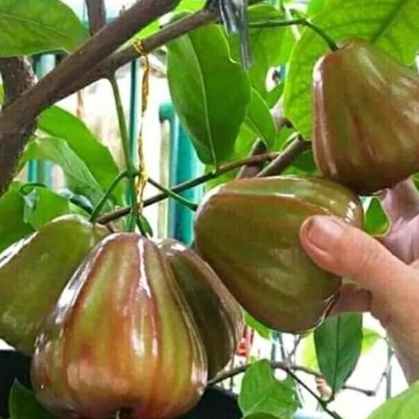 

Terlaris Bibit Jambu Air Bajang Leang