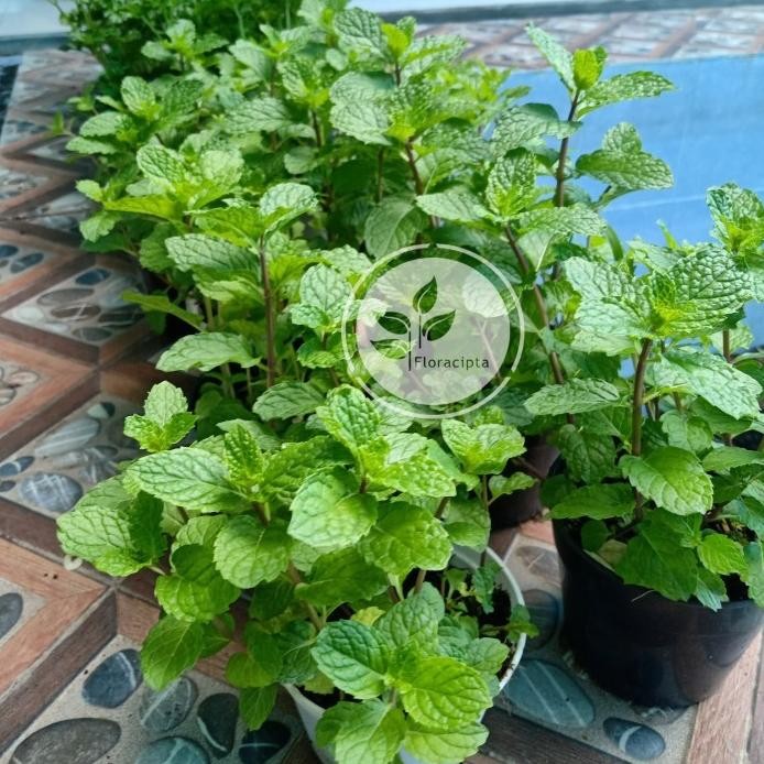 

Terlaris Big Sale Pohon Mint Menthol - Bibit Tanaman Mint Satu Pot - Daun Mint Herba