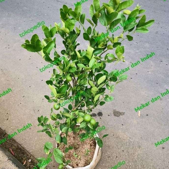 

Terlaris Big Sale Bibit Pohon Jeruk Nipis Berbuah, Tanaman Jeruk Nipis Kampung