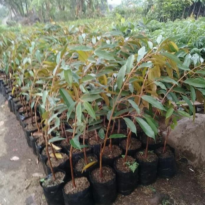 

Terlaris Bibit Tanaman Durian Monthong Merah..1 Meter