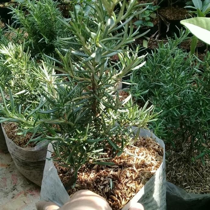 

Terlaris Bibit Tanaman Rosemary Top