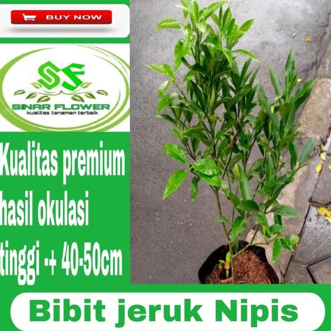 

Terlaris Bibit Pohon Jeruk Nipis/Pohon Jeruk/Tanaman Jeruk Nipis Rimbun Iiiii