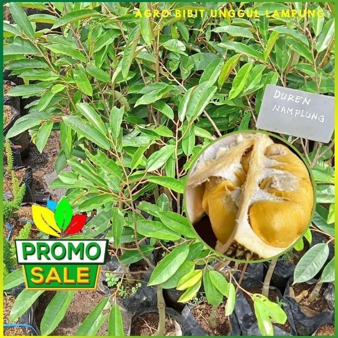 

Terlaris Bibit Durian Namlung Asli Tanaman Okulasi Cepat Berbuah