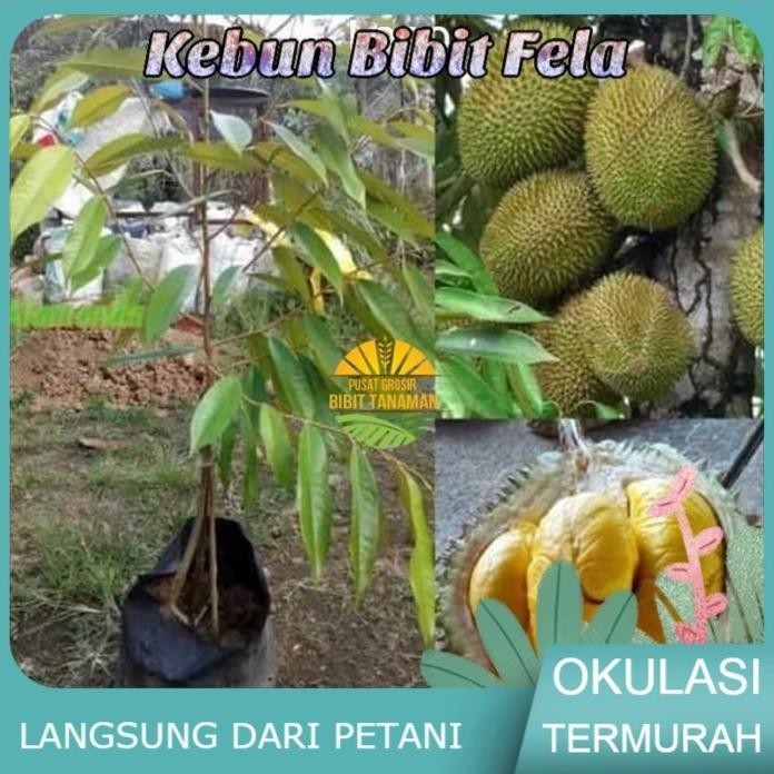 

Terlaris Bibit Buah Durian Musangking Kaki 3