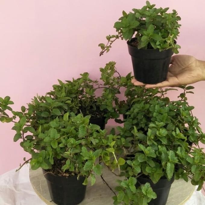 

Terlaris ~[Dijual] Paket 7 Bibit Tanaman Herbal Daun Mint/ Pepermint /