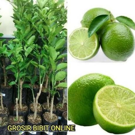 

Terlaris Tukuyuu Bibit Tanaman Buah Jeruk Nipis Jumbo Siap Berbuah / Pohon Jeruk Nipis