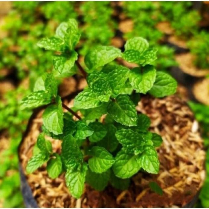 

Terlaris 0( Bisa Cod ) Bibit Tanaman Daun Mint / Pohon Daun Mint Deydye 1113Py