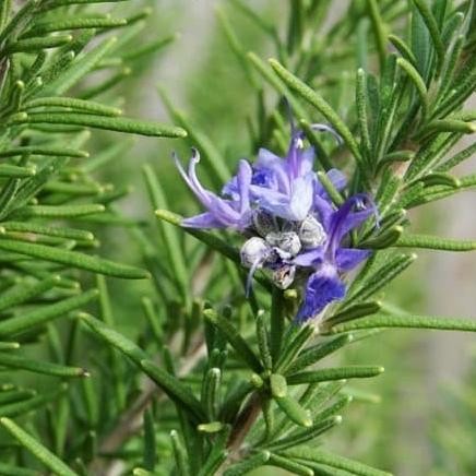

Terlaris Bibit Benih Biji Tanaman Bunga Rosemary Wangi Dan Harum Isi 10 Biji