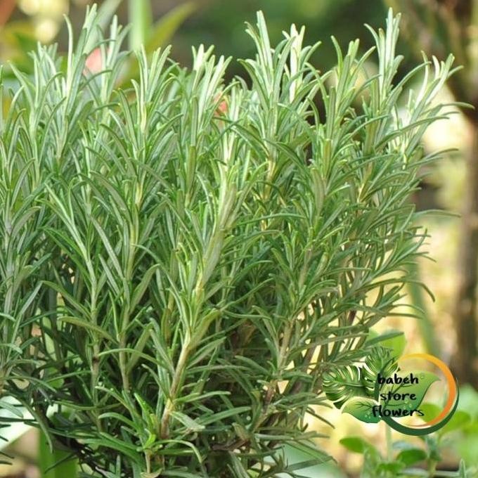 

Terlaris Stock Ready Tanaman Hias Rosemary Herbal Wangi Harum Bibit/Benih Terlaris