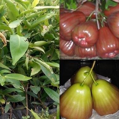 

Terlaris Bibit Buah Jambu Air Bajang Leang Okulasi Original