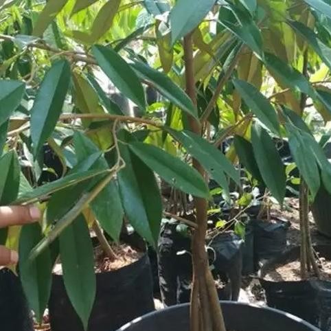 

Terlaris Bibit Durian Duri Hitam Kaki 3 Tinggi 1 Meter - Durian Oche Premium