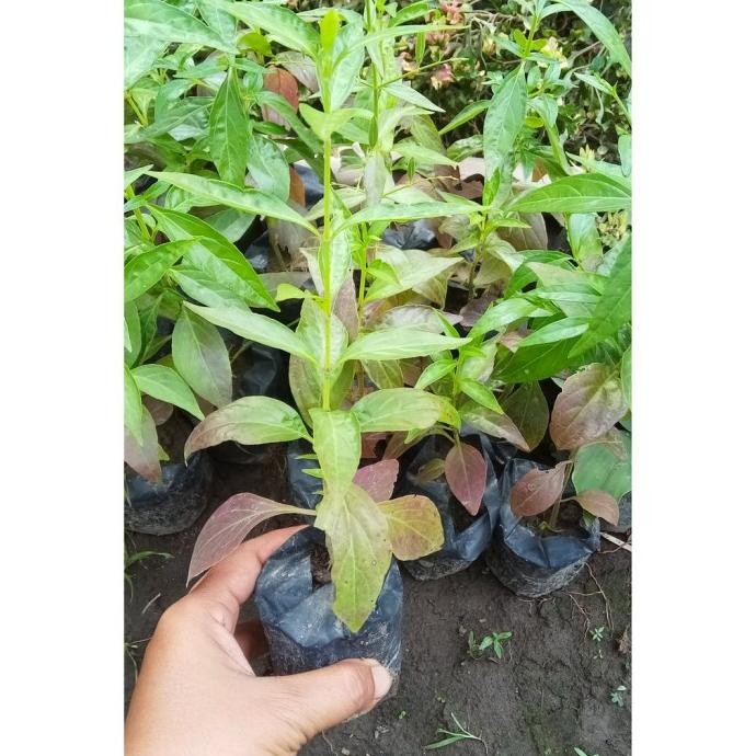 

Terlaris Promo Bibit Sambiloto( Beli 5 Gratis 1) Pohon Hidup - Sbgroup