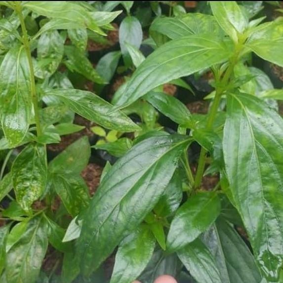Terlaris Bibit Tanaman Obat Daun Sambiloto/Empedu Tanah