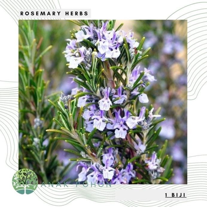 

Terlaris Benih Bibit Biji - Bunga Rosemary (Salvia Rosmarinus) Rosemari Herb