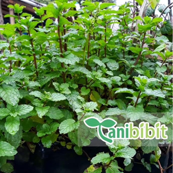 

Terlaris Bibit Pohon Daun Mint - Daun Spearmint - Herbal Waskli 4206Ae
