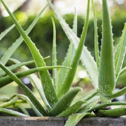 

Terlaris Bibit Tanaman Hias Bunga Lidah Buaya.