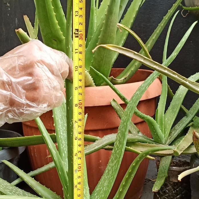 

Terlaris Bibit Lidah Buaya Jumbo Kalimantan (Via Ojol Only)