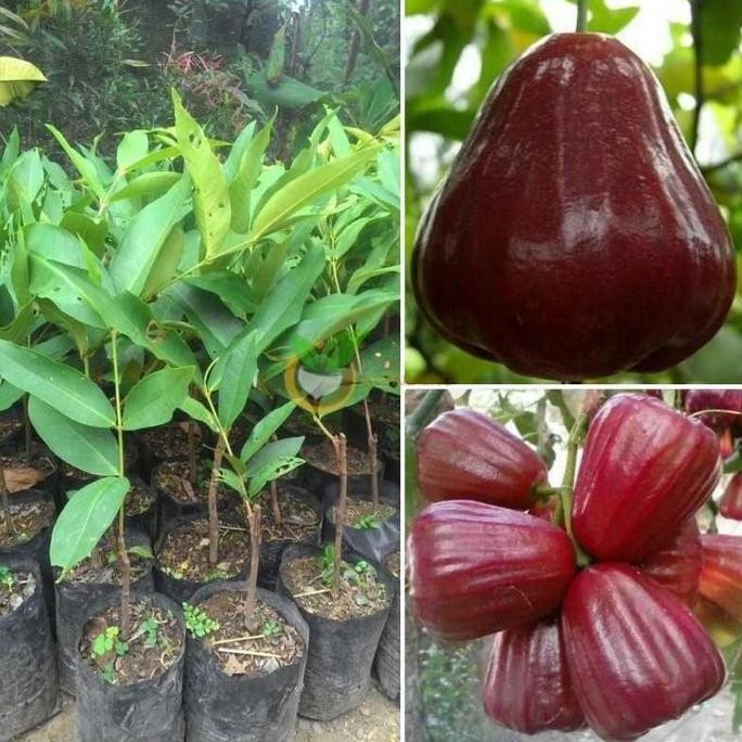 

Terlaris Bibit Buah Jambu Air King Rose