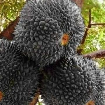 

Terlaris Bibit Tanaman Buah Durian Duri Hitam