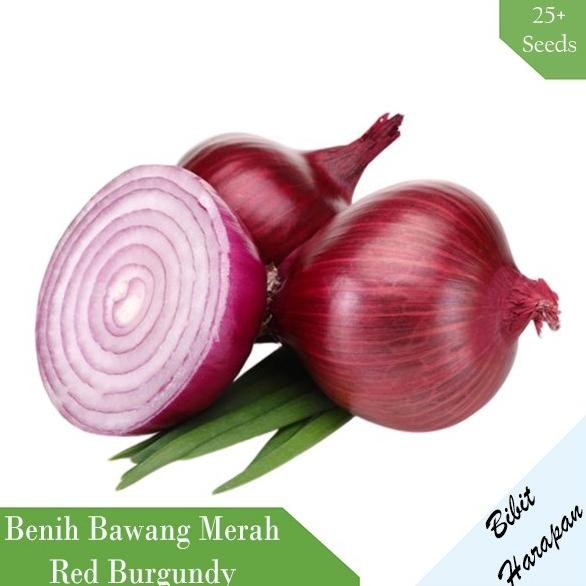 

Terlaris Bibit Benih Bawang Merah Red Burgundy Red Onion Bibit Unggul