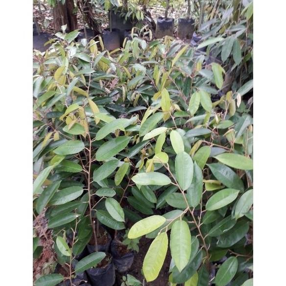 

Terlaris Bibit Durian Namlung/Cumasi/Tai Babi Unggulan Bangka Asl Qbtivn 4617Mx