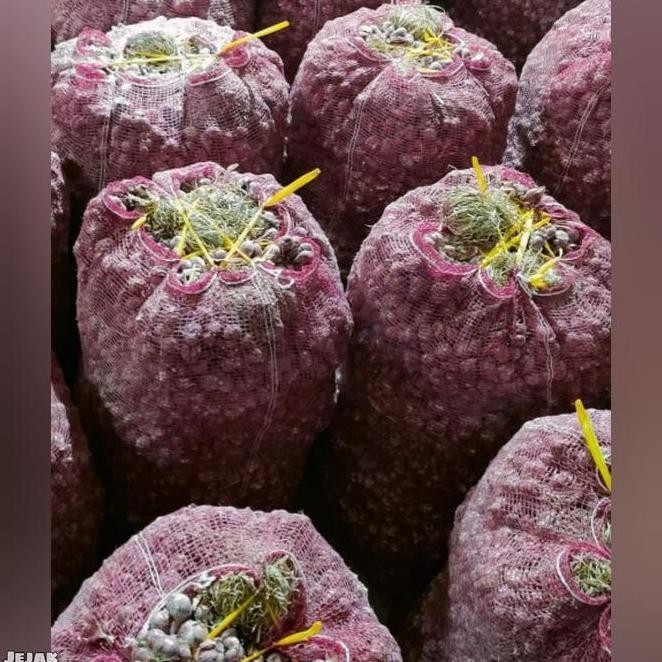 

Terlaris Bibit Bawang Merah Tajuk "Thailand Nganjuk" Super 1 Kg Siap Tanam