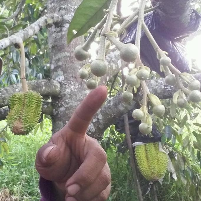 

Terlaris Bibit Durian Bawor.Kromo.Montong Oren