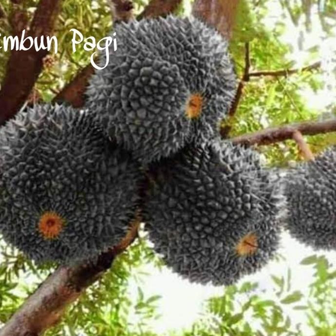 

Terlaris Fres Bibit Buah Durian Kaki 3 / Duri Hitam Malaysia At Once Orinal Valid