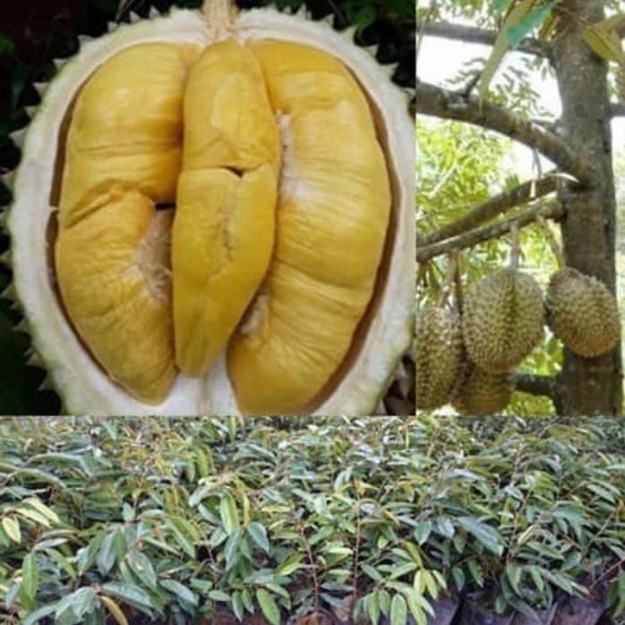 

Terlaris Bibit Durian Bawor - Super Jumbo
