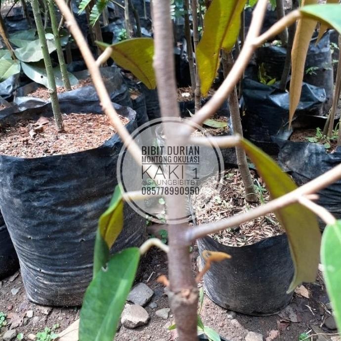 

Terlaris |New| Tls22] Bibit Durian Montong Hasil Okulasi -