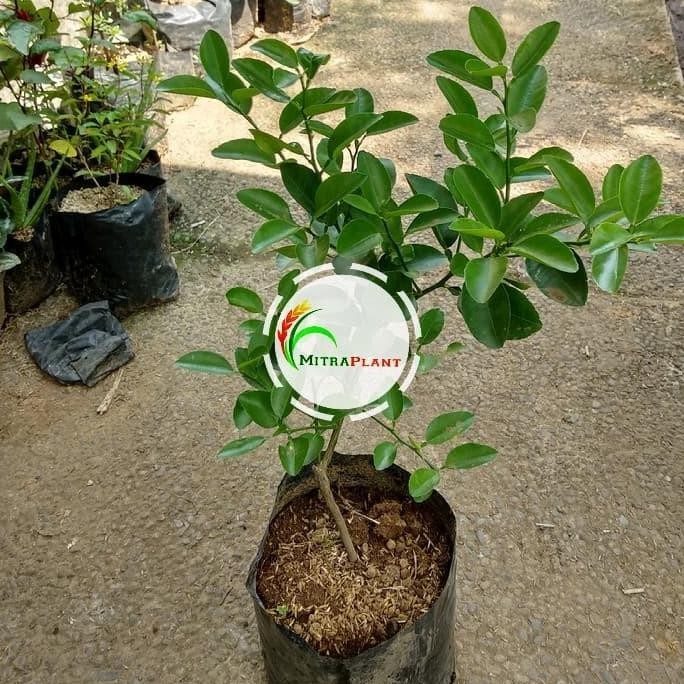 

Terlaris Bibit Pohon Jeruk Nipis - Tanaman Buah Jeruk Nipis Herbal Bahan Masak