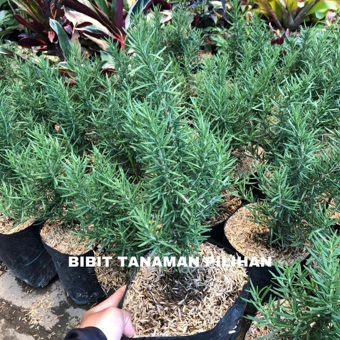 

Terlaris Bibit Tanaman Rosemary Rimbun Tanaman Herbal Eeee