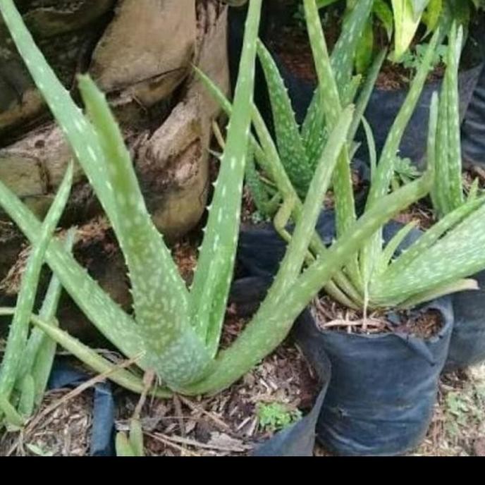 

Terlaris Bibit Lidah Buaya Aloevera / Tanaman Hias Lidah Buaya / Pohon Herbal