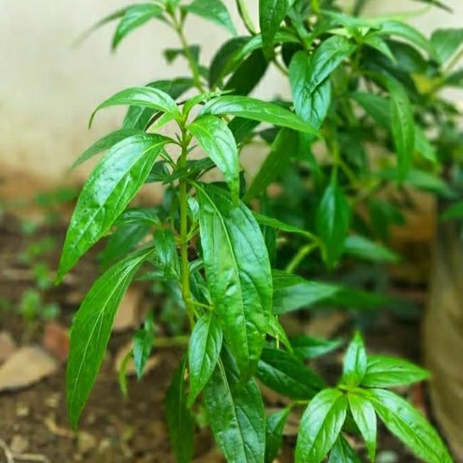 

Terlaris Bibit Pohon Sambiloto Subur