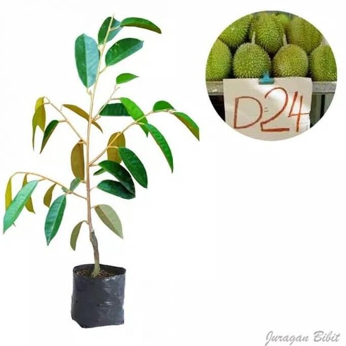 

Terlaris Bibit Durian D24 Malaysia
