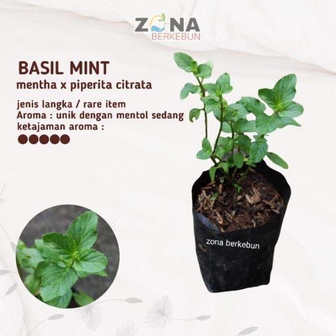 

Terlaris Promo Basil Mint Bibit Tanaman Daun Mint Jenis Basil Min Kewpku 3830Na