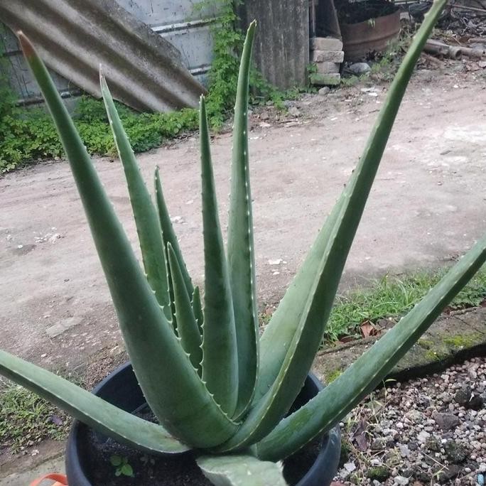 

Terlaris Bibit Pohon Lidah Buaya Jumbo