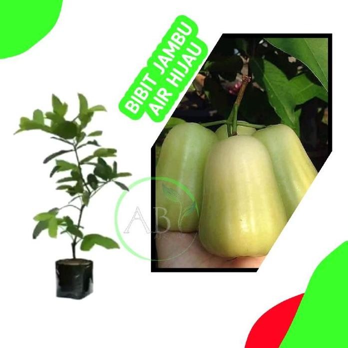 

Terlaris Artificial Bibit Jambu Air Hijau Hasil Okulasi
