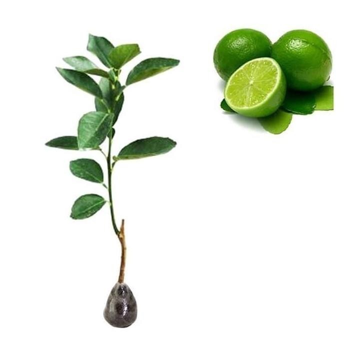 

Terlaris Paling Laris Obral Bibit Tanaman Buah Jeruk Nipis F1 Full Murah Cccc