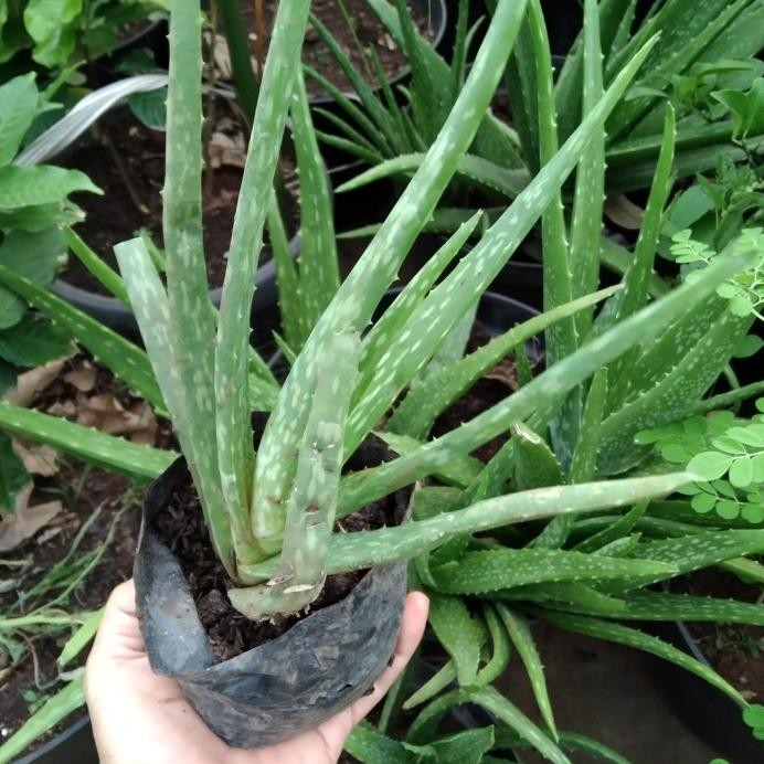 

Terlaris Bibit Sehat Pohon Tanaman Lidah Buaya Aloe Vera Eeee