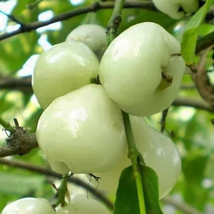 

Terlaris Bibit Buah Jambu Air Camplong Cepat Berbuah