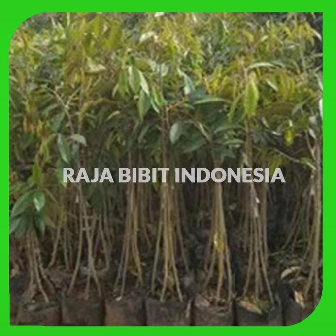 

Terlaris Bibit Durian Monthong Kaki Tiga
