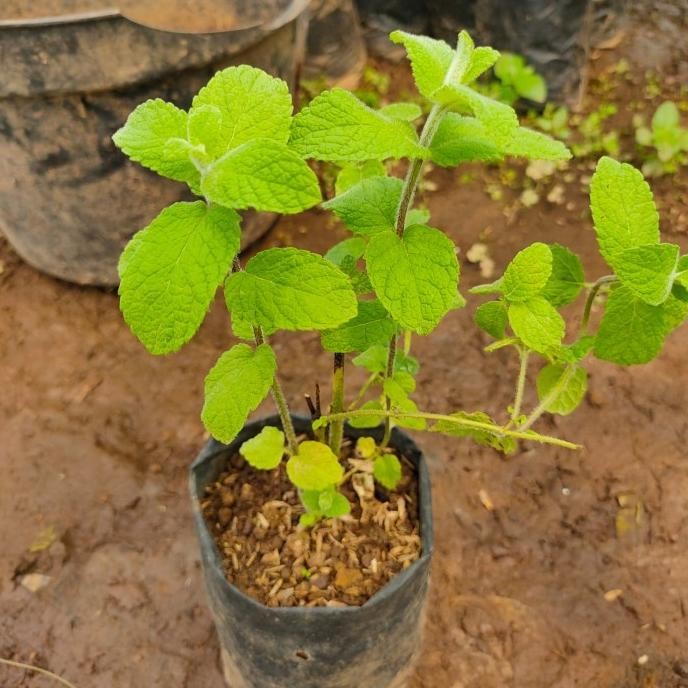 

Terlaris Bibit Tanaman Daun Apple Mint Apel Mint Mentha Suaveolens Herbal Pohon